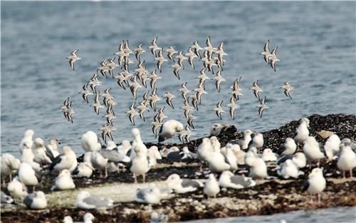 세가락도요의 비행[2013년]
