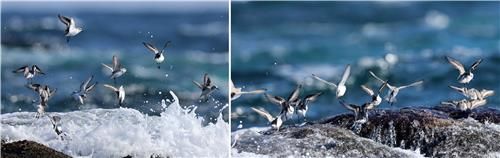 파도에 놀라 날아오르는 세가락도요