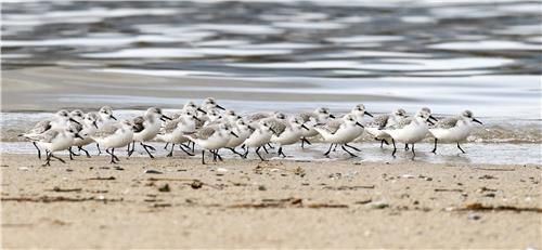 강문해변의 세가락도요[2013년]