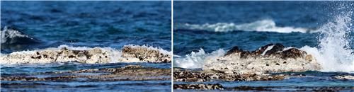 백화현상 나타난 고성의 바닷가 갯바위