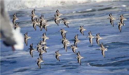 세가락도요 무리 아름다운 비행 모습[2015년] 