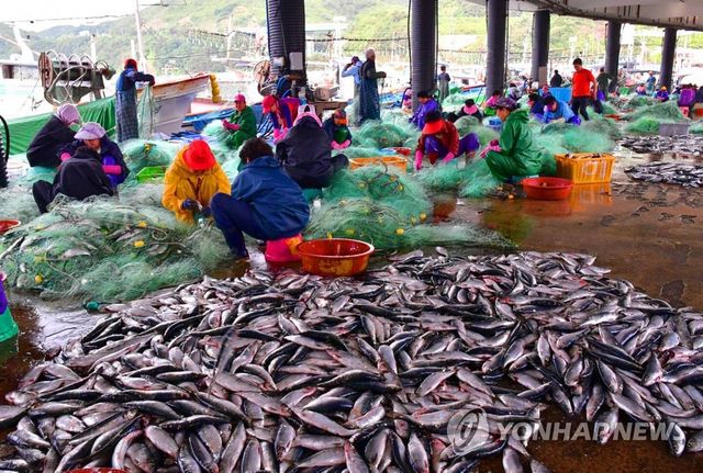 청어 수확 분주
