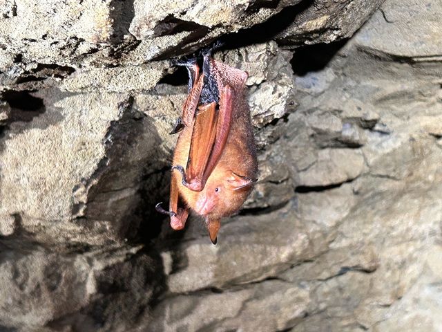 팔공산에서 발견된 붉은박쥐