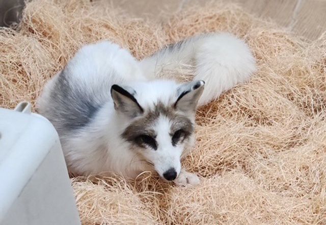 전주동물원의 새 가족, 마블 폭스