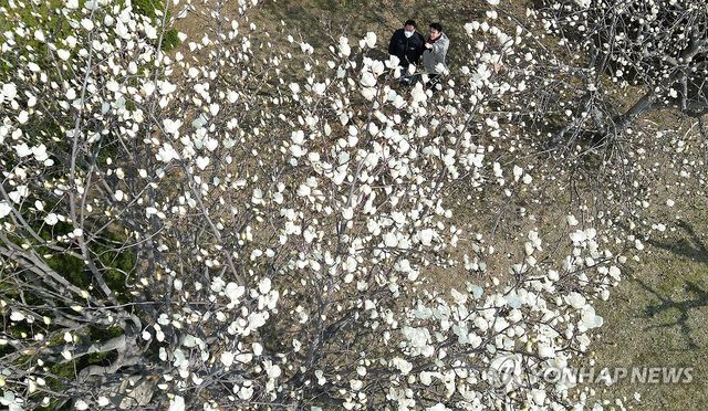 꽃샘추위 속 목련 활짝