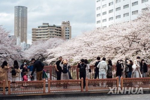 도쿄시내 벚꽃 구경하는 외국인 