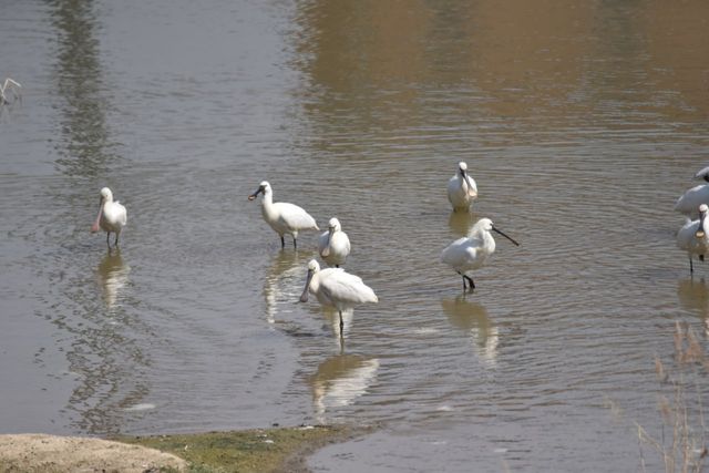 단체가 확인한 노랑부리저어새