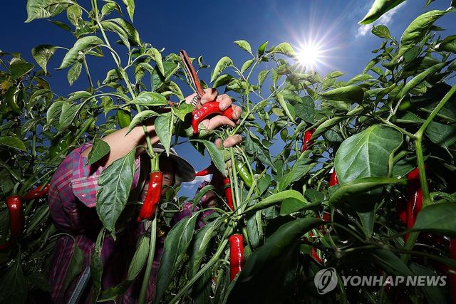고추 수확
