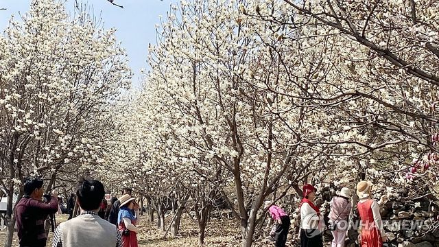 화사한 목련 숲길 봄나들이 발길