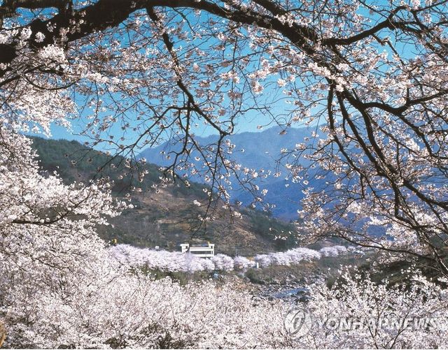 하동 화개장터 벚꽃