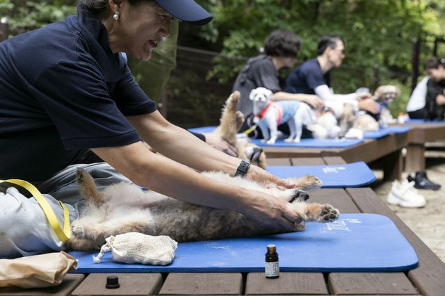 반려동물에 펫마사지 하는 반려인