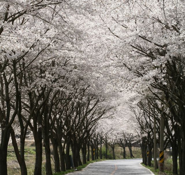 보성 대원사 벗꽃길