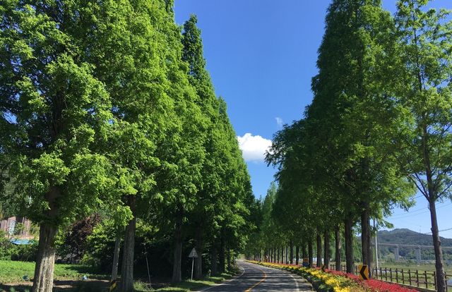 보성 메타세쿼이아 가로수길