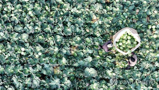 (제주=연합뉴스 자료사진) 박지호 기자 = 1월 14일 제주시 한림읍의 한 밭에서 농민들이 양배추를 수확하고 있다. 2024.1.14 jihopark@yna.co.kr