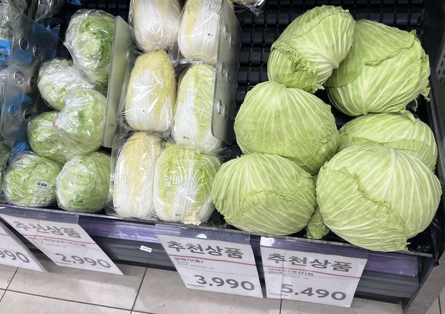 양배추