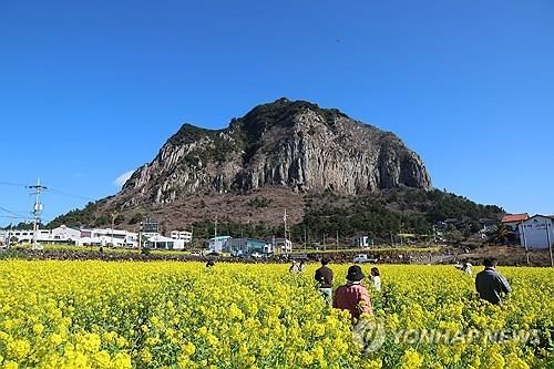 봄 향기 '물씬'…유채꽃 만발한 제주