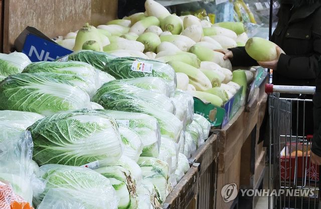 '금배추' 위에 양배추…한 포기 평균 6천원 - 3