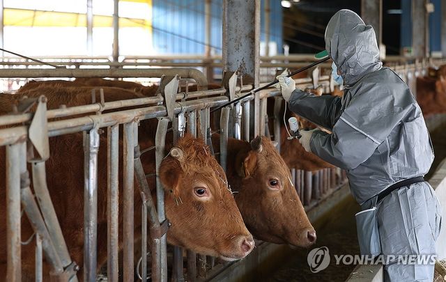 구제역 백신 긴급 접종