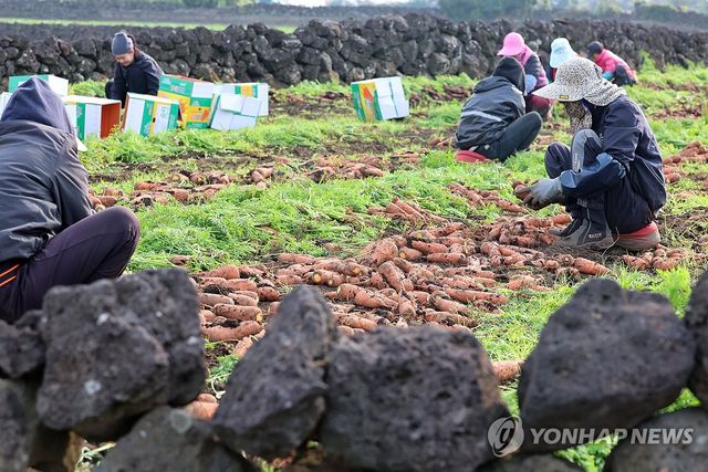(제주=연합뉴스 자료사진) 박지호 기자 = 제주시 구좌읍 평대리의 한 밭에서 농민들이 당근을 수확하고 있다. 2024.12.6 jihopark@yna.co.kr