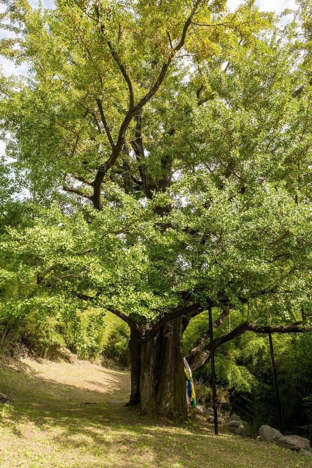 경상남도 기념물 '하동 두양리 은행나무'