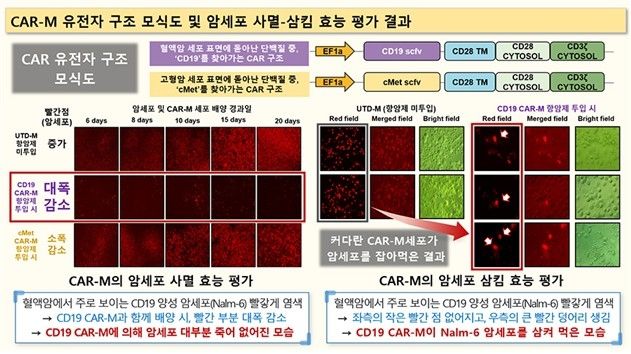 카 대식세포의 암세포 사멸 효과 