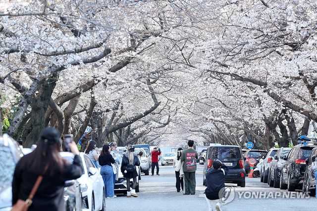 부산 삼익비치 벚꽃길