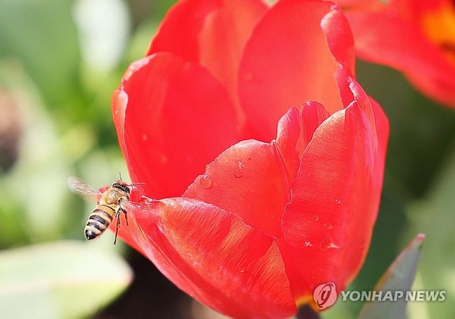 분주한 꿀벌