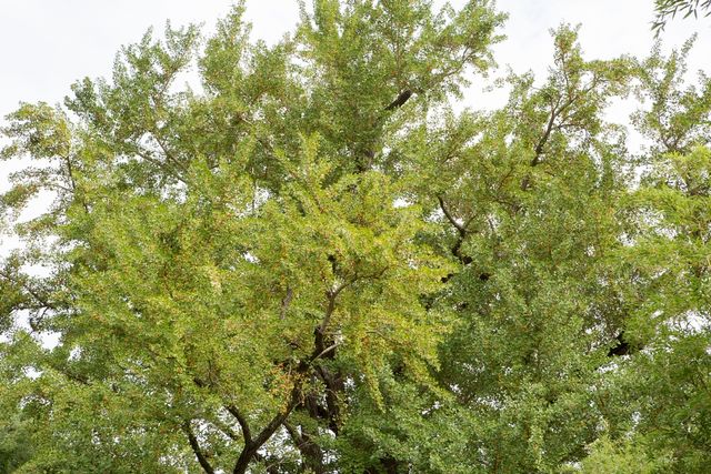 경상남도 기념물 '하동 두양리 은행나무'