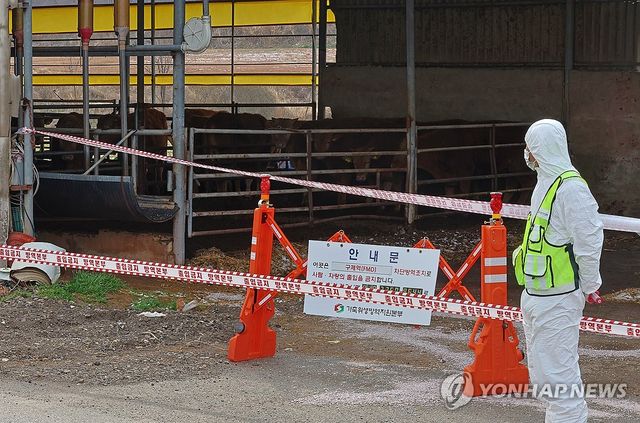 영암 구제역 확산