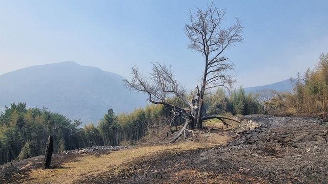 산불 피해를 본 하동 두양리 은행나무