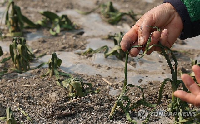 산불 열기에 말라버린 마늘