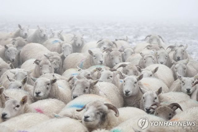 잉글랜드에 있는 목장의 양떼
