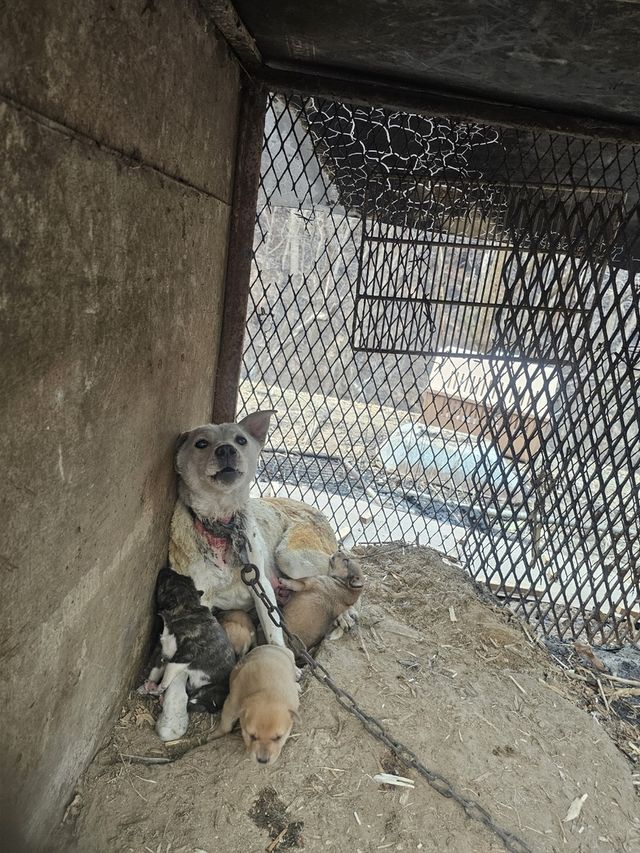 줄에 묶여 있는 개