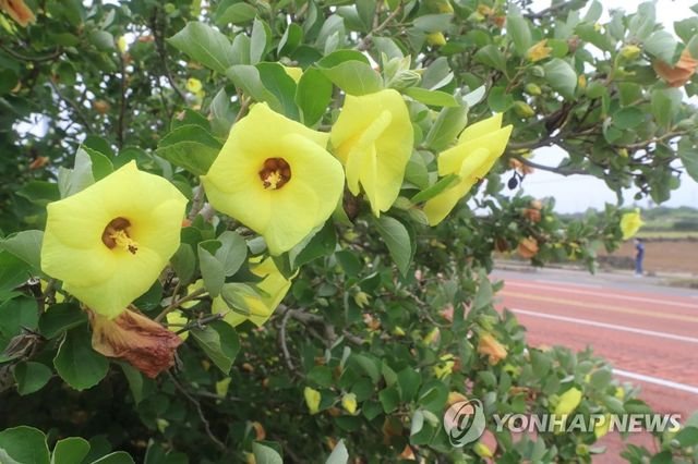 해안에 핀 황근