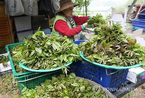 지난해 옻순 수확 현장