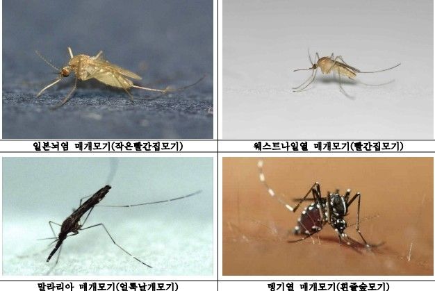 주요 감염병 매개 모기