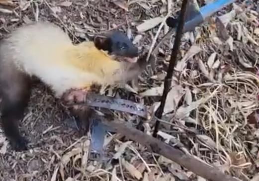 덫에 걸린 담비 구조