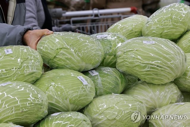 양배추 살피는 시민