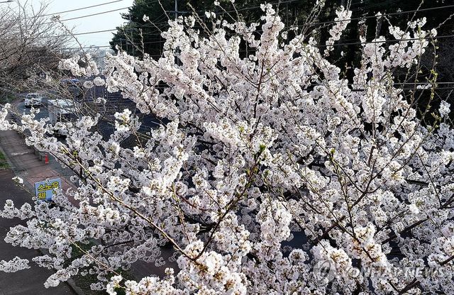 벚꽃 활짝 핀 제주