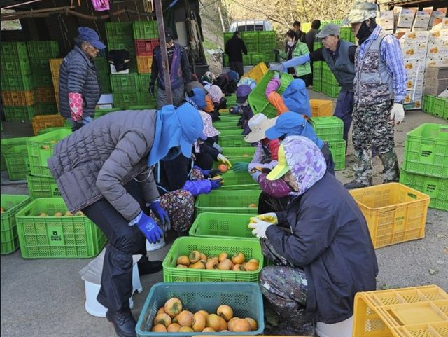 바쁜 영농철 농촌인력중개합니다