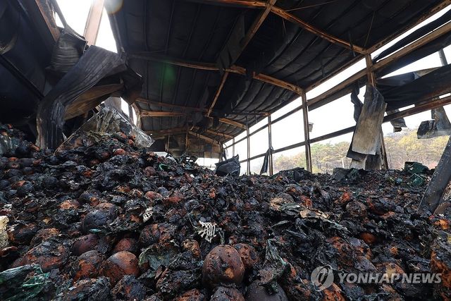 불 타버린 사과