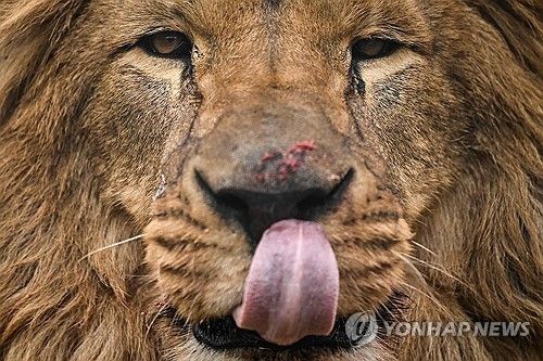 우크라이나에서 구출돼 영국의 보호소에서 새 삶 찾은 수사자