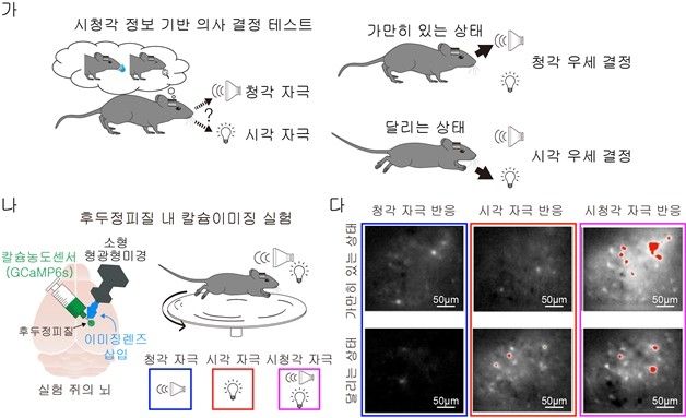 쥐의 행동 상태에 따른 감각정보 처리 조절 