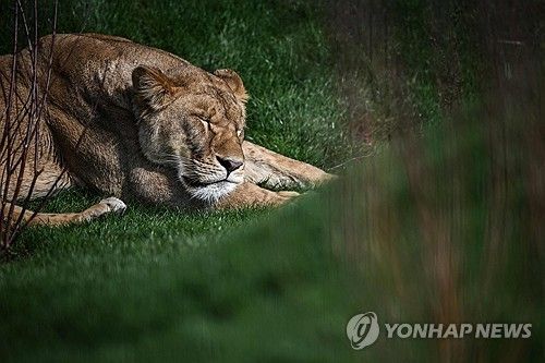 우크라이나에서 구출돼 영국의 보호소에서 새 삶 찾은 암사자