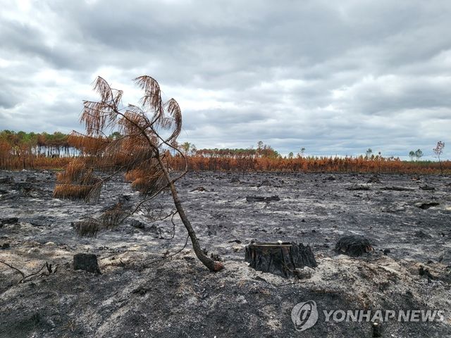황폐해진 프랑스 지롱드주 랑디라 숲