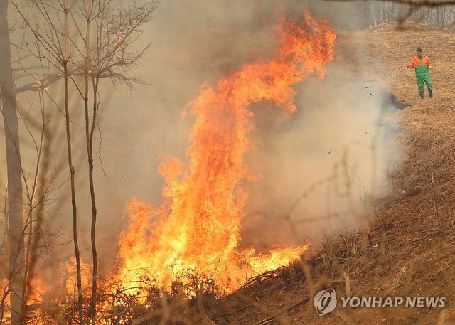 산불 진화작업 벌이는 의용 소방대원