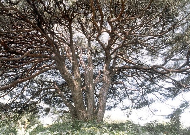 천연기념물 '영양 답곡리 만지송' 