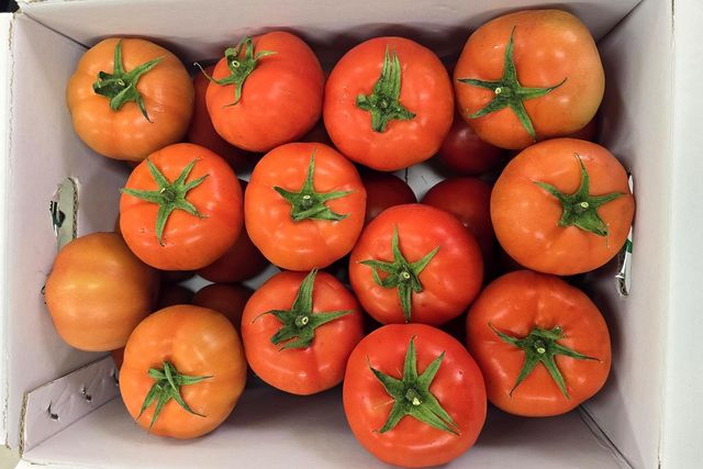 스마트베드 토마토