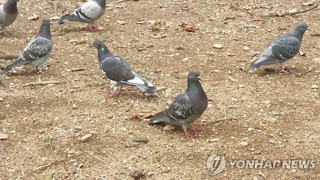 비둘기 ※ 기사와 직접 관련 없는 자료사진입니다.