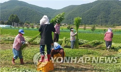 안동 소재 대마 밭 *기사와 관계 없음
